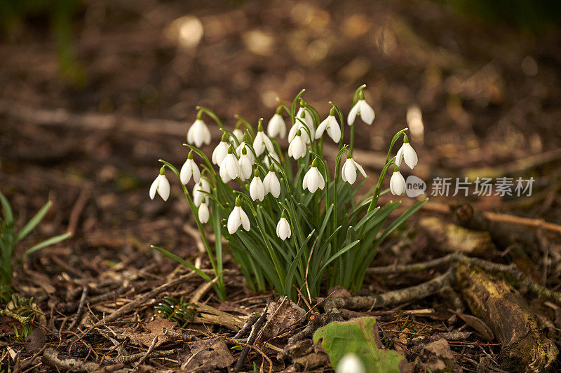 常见的雪花莲- Galanthus nivalis